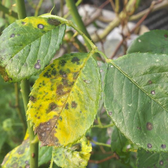 Diseased or Insect Ridden Plants - Nay